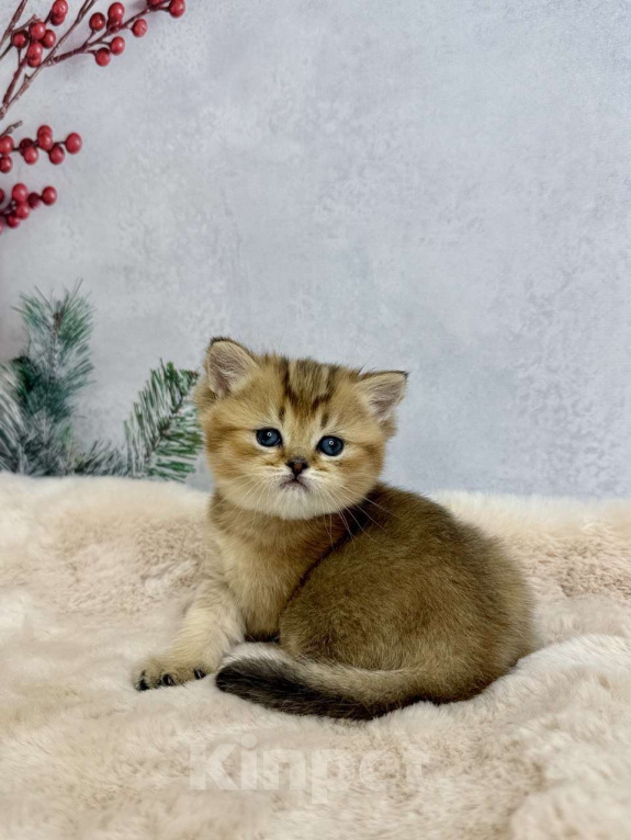 Кошки в Саранске: Прямоухая шотландская девочка золотая шиншилла Девочка, 45 000 руб. - фото 1