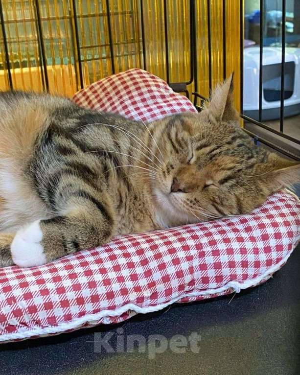 Кошки в Москве: Самая ласковая на свете кошечка Келли Девочка, Бесплатно - фото 2