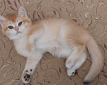 Кошки в Махачкале: Милый мальчик  Мальчик, 35 000 руб. - фото 4