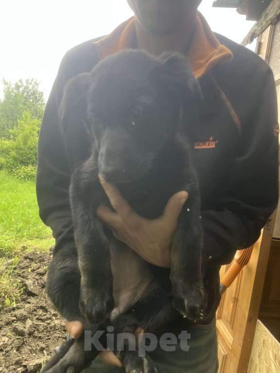 Собаки в других городах Краснодарского края: Продажа щенков ВЕО Мальчик, 20 000 руб. - фото 6