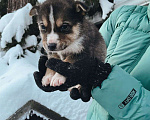Собаки в Екатеринбурге: Одно месячные щенки Мальчик, Бесплатно - фото 7