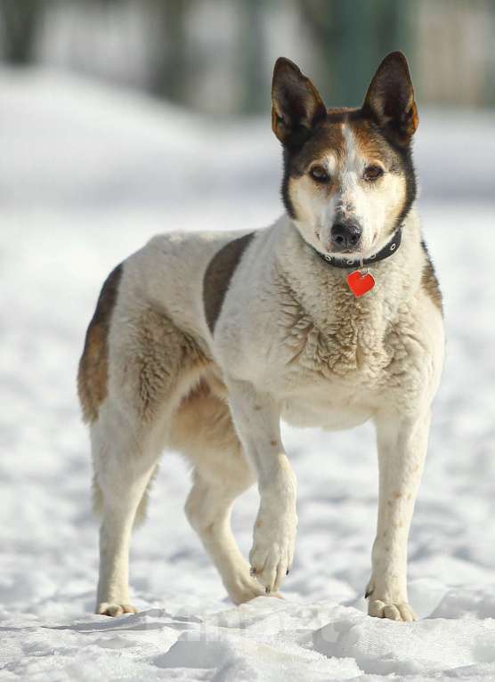 Собаки в Москве: Белка провела 10 лет на улице и хочет домой Девочка, 1 руб. - фото 1