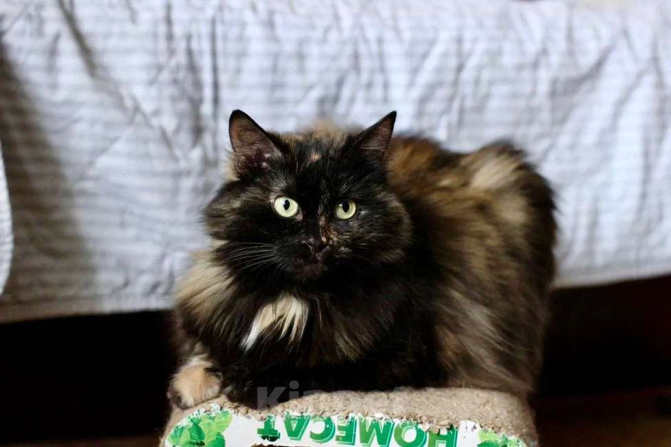 Кошки в Москве: Кошка Манюша - желтые глазки, ищет дом, в добрые руки Девочка, Бесплатно - фото 3