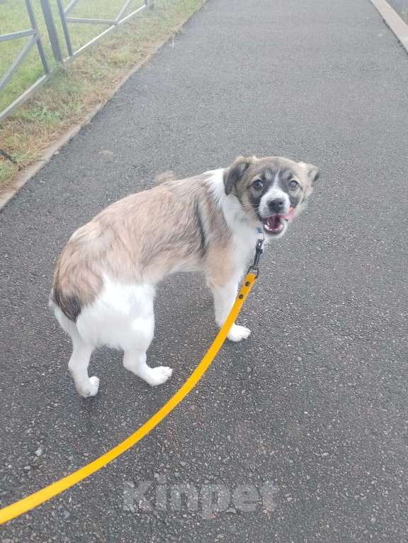 Собаки в Санкт-Петербурге: Маленькая ласковая собачка, 5 месяцев Девочка, Бесплатно - фото 3