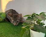 Кошки в Санкт-Петербурге: Очаровательный котёнок ищет дом !  Девочка, Бесплатно - фото 6