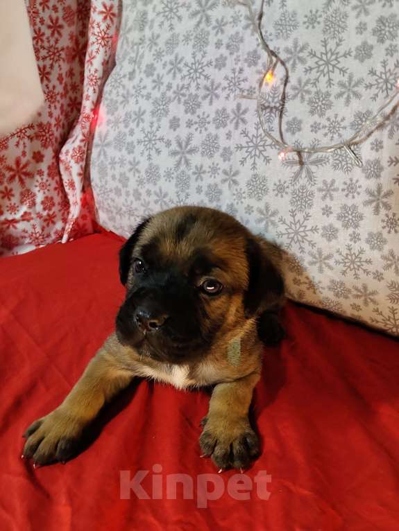 Собаки в других городах Краснодарского края: Кане-Корсо, щенок Девочка, 20 000 руб. - фото 3