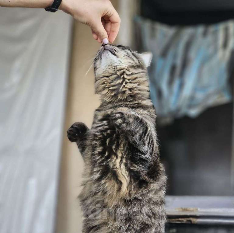 Кошки в Москве: Пушистый котик Филя ищет дом! Мальчик, Бесплатно - фото 3