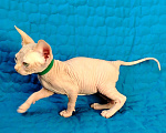 Кошки в Королеве: Очаровательный рыжик -канадский сфинкс Мальчик, 60 000 руб. - фото 1