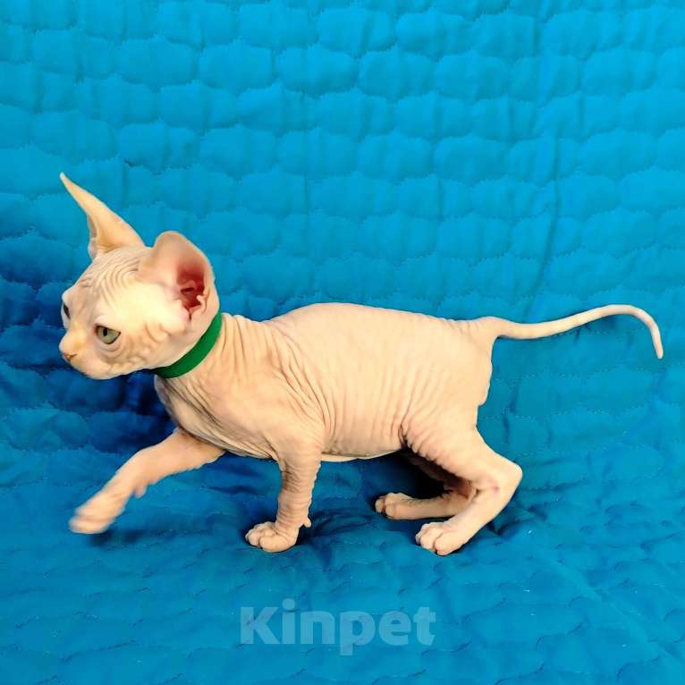 Кошки в Королеве: Очаровательный рыжик -канадский сфинкс Мальчик, 60 000 руб. - фото 1