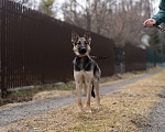 Собаки в Видном: Щенок (девочка)  в добрые руки! Девочка, Бесплатно - фото 2