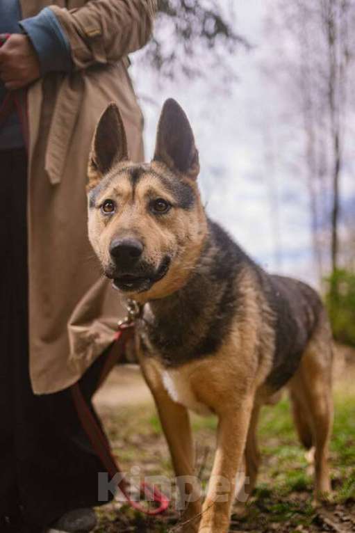Собаки в Москве: Овчарка Джефф в добрые руки Мальчик, Бесплатно - фото 2