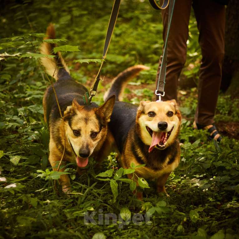 Собаки в Москве: Милане и Татошке очень нужен дом  Мальчик, Бесплатно - фото 8
