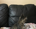 Кошки в Ростове-на-Дону: Котята. Мальчик и девочка. Девочка, Бесплатно - фото 6