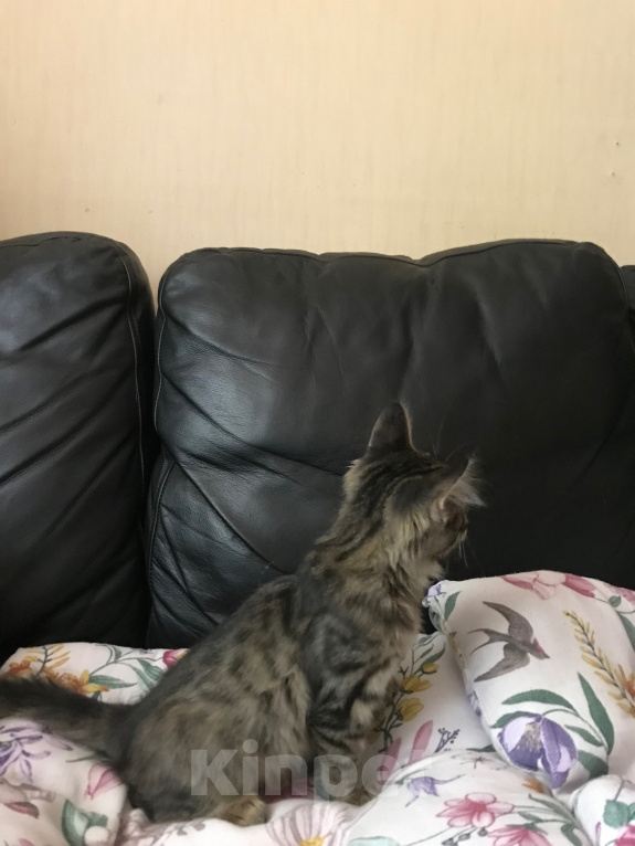 Кошки в Ростове-на-Дону: Котята. Мальчик и девочка. Девочка, Бесплатно - фото 6