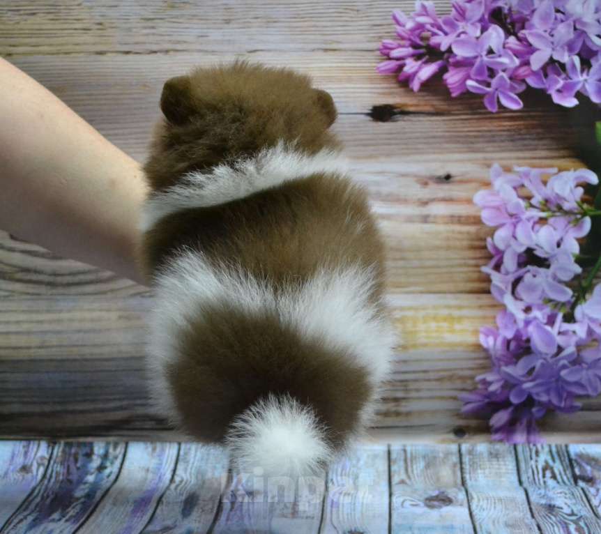 Собаки в Ореховом-Зуево: Мальчишка  Мальчик, 30 000 руб. - фото 4