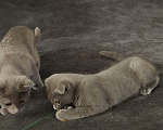 Кошки в Электростали: Шотландский вислоухий короткошёрстный котёнок Мальчик, 10 000 руб. - фото 3
