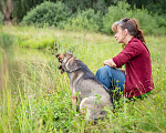 Собаки в Солнечногорске: Фея в добрые руки Девочка, Бесплатно - фото 7