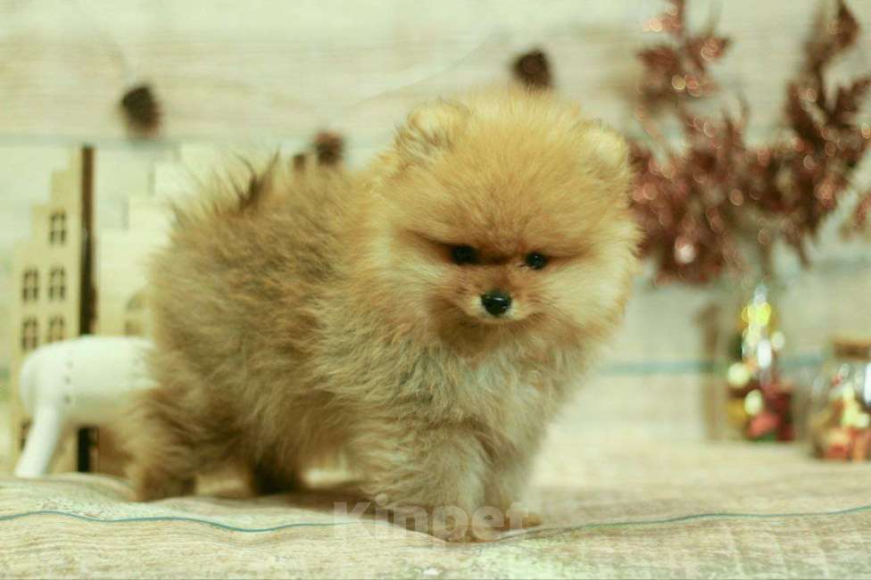 Собаки в Новосибирске: мини бро- Немецкий  шпиц  Мальчик, 40 000 руб. - фото 4