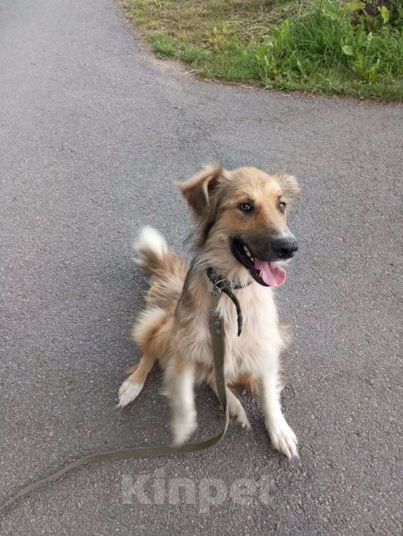 Собаки в Санкт-Петербурге: Отдам собаку бесплатно. Мальчик, Бесплатно - фото 3