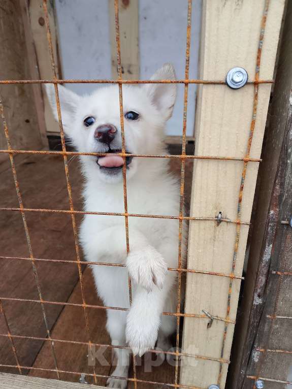 Собаки в других городах Рязанской области: Щенки в добрые руки. Разнополые, Бесплатно - фото 3