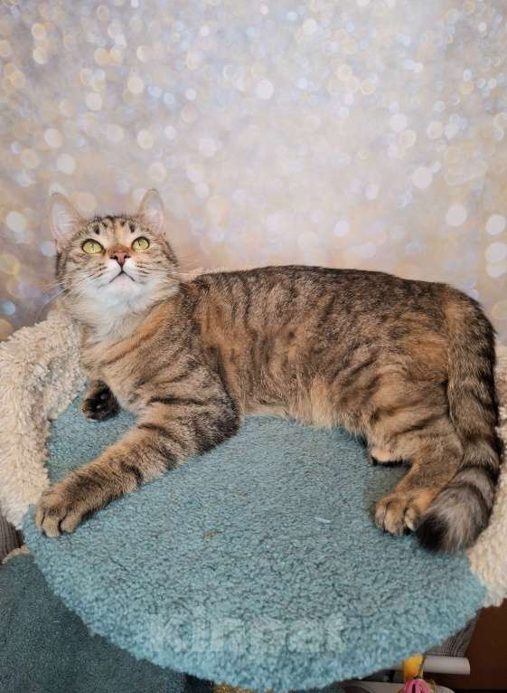 Кошки в Москве: Важена будет на выставке-пристройстве в Москве Девочка, Бесплатно - фото 9