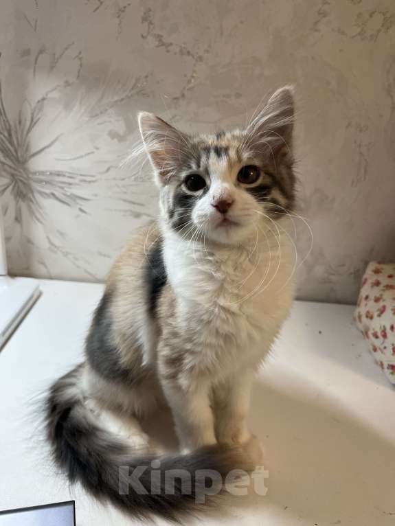 Кошки в Ростове-на-Дону: Манчкин котенок  Девочка, 7 000 руб. - фото 6