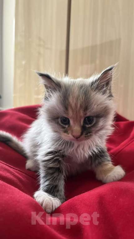 Кошки в Новосибирске: Котенок мейн-кун Девочка, 8 000 руб. - фото 3