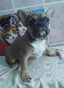 Красивые девочки французский бульдог.