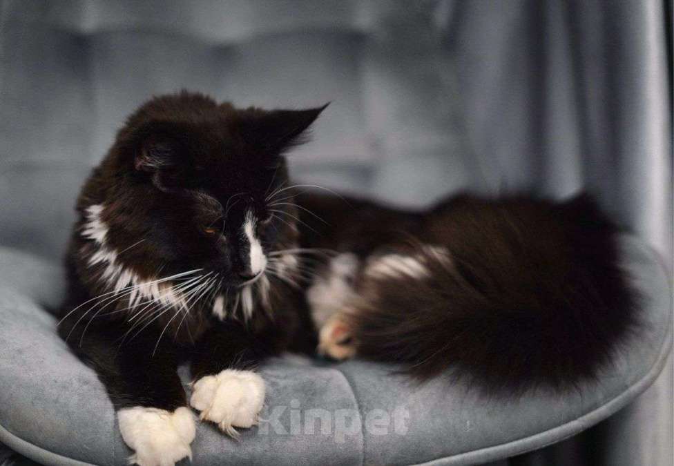 Кошки в Москве: Эксклюзивные котята мейн-кун  Девочка, 25 000 руб. - фото 10