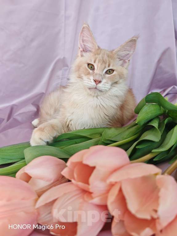 Кошки в Воронеже: Мальчик мейн куна Мальчик, 35 000 руб. - фото 1