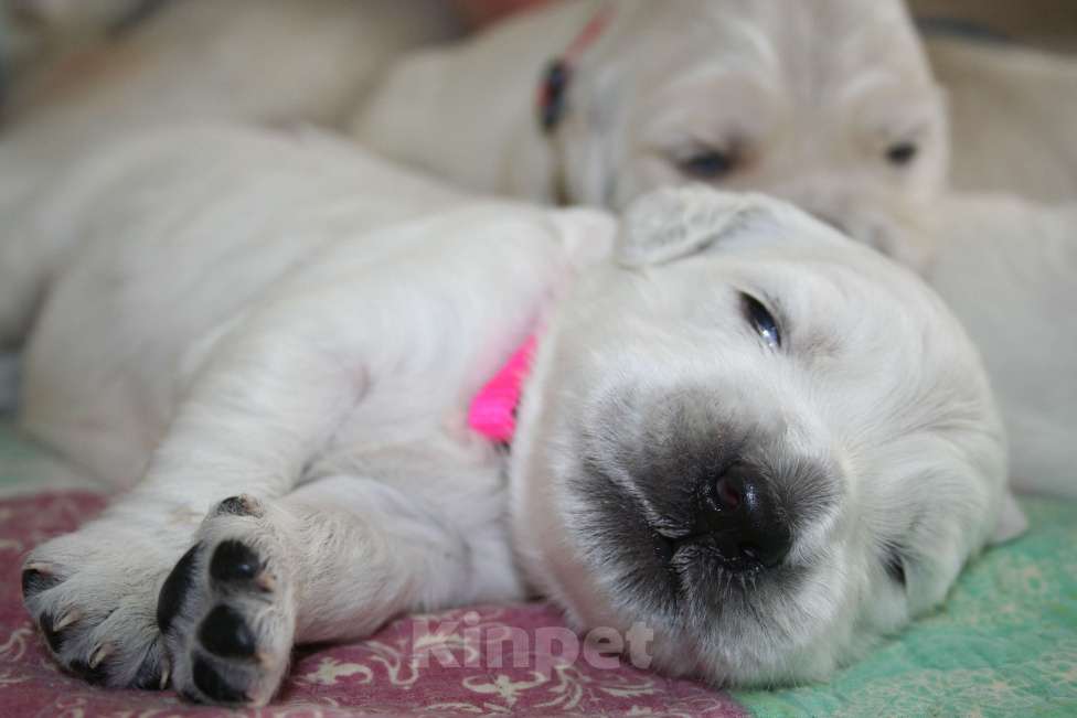 Собаки в Москве: Щенки золотистого ретривера Девочка, 80 000 руб. - фото 2