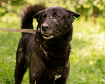 Собаки в Москве: Балунчик Мальчик, Бесплатно - фото 1