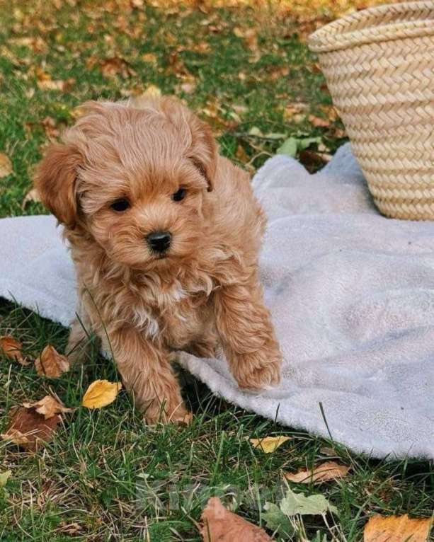 Собаки в Волгограде: Мальтипу F1, щенок Мальчик, 180 000 руб. - фото 4