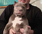 Собаки в других городах Московской области: Эксклюзивные щенки американского булли xl Девочка, 450 000 руб. - фото 2