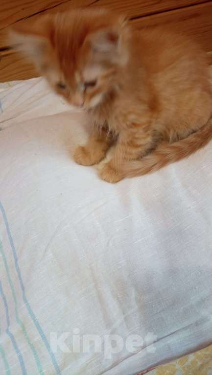 Кошки в Москве: Пушистые котята в добрые руки Мальчик, 1 руб. - фото 9