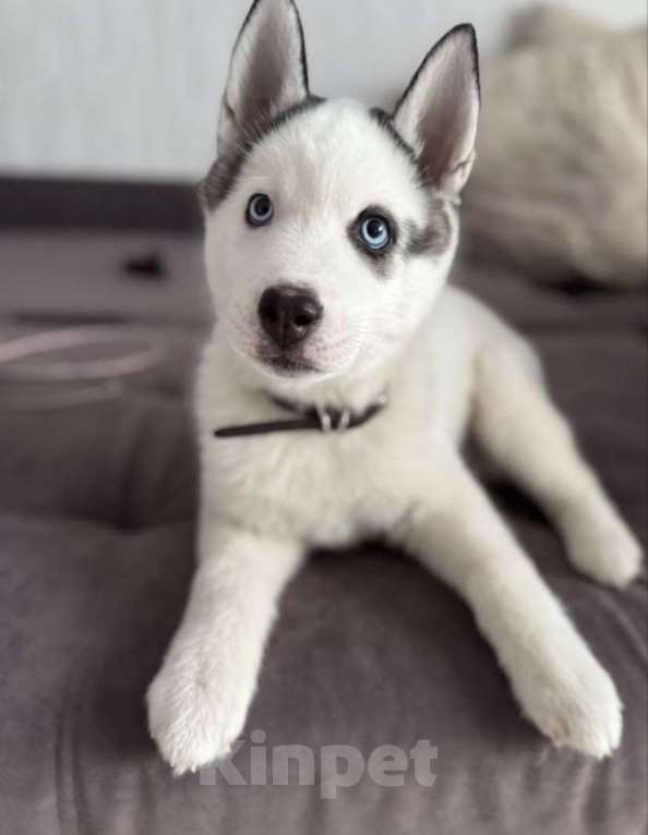 Собаки в Перми: Отдам собаку хаски 2 месяца Мальчик, Бесплатно - фото 2