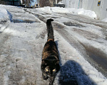 Кошки в Котельниково: Кошечки ищут дом, Бесплатно - фото 2
