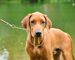 Собаки в Москве: Родезийский риджбек щенки Мальчик, 35 000 руб. - фото 1