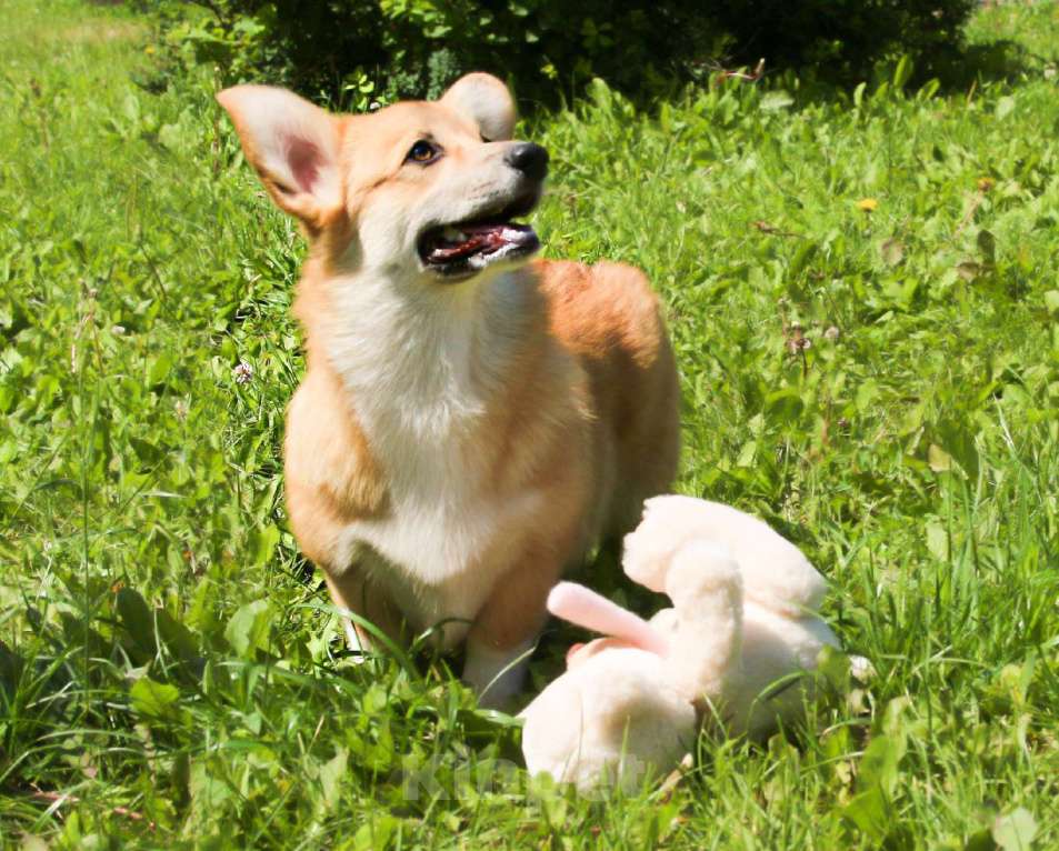 Собаки в Самаре: Девочка Элисия Спарк Девочка, 50 000 руб. - фото 4