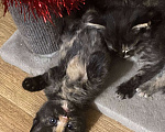 Кошки в Симферополе: Котята Девочка, 50 руб. - фото 8