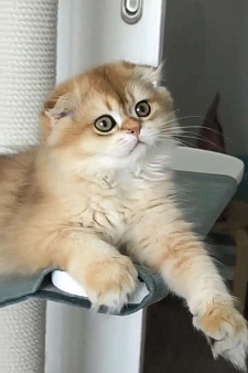 Хайленд фолд