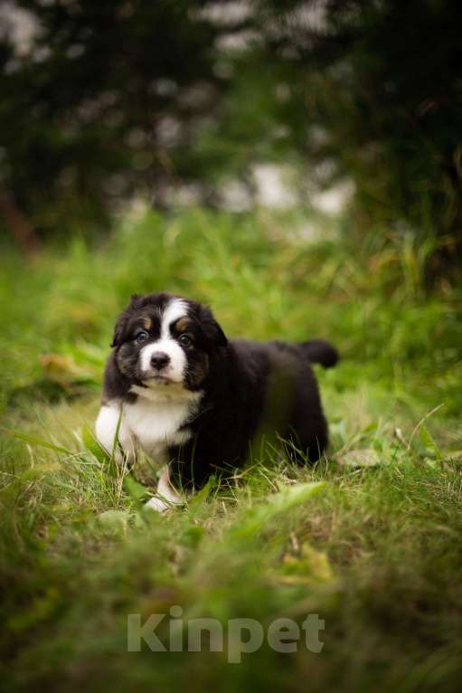 Собаки в Москве: Щенок Австралийской Овчарки  Мальчик, 50 000 руб. - фото 2