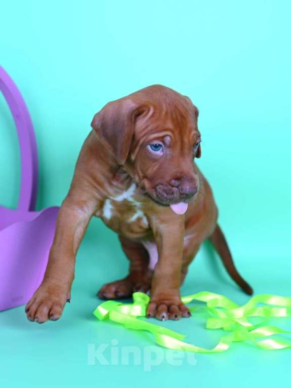 Собаки в Москве: Щенок родезийского риджбека редкого окраса Мальчик, Бесплатно - фото 2