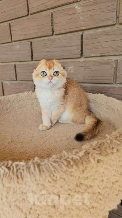 Кошки в Казани: Шотландская вислоухая девочка Девочка, 45 000 руб. - фото 4
