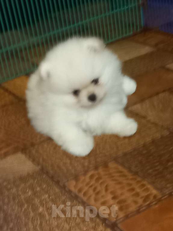 Собаки в Екатеринбурге: Очаровательная Леди Девочка, Бесплатно - фото 3