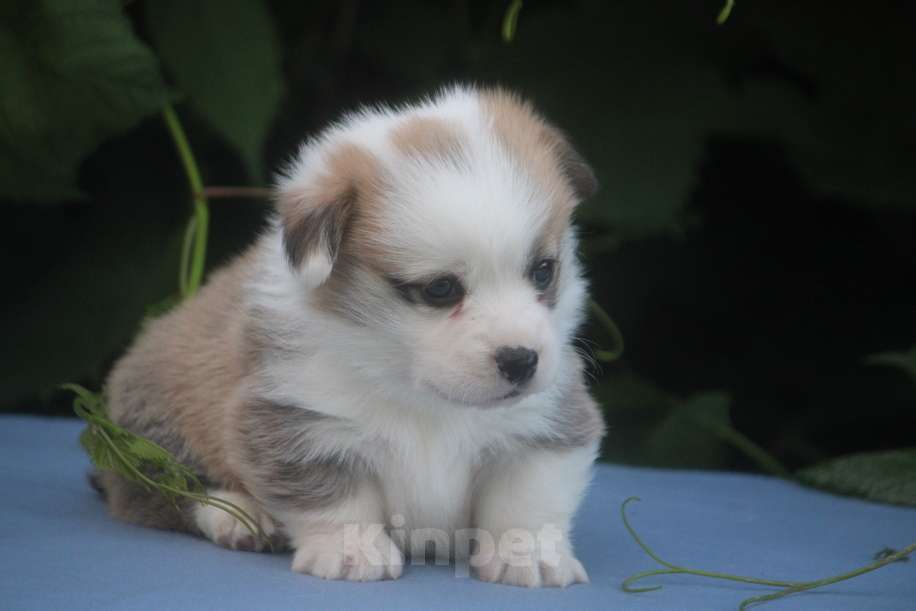Собаки в других городах Московской области: Гуль-Дара Жемчуг Мальчик, Бесплатно - фото 3