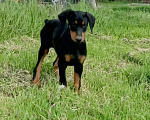 Собаки в других городах Краснодарского края: Щенки добермана Мальчик, 15 000 руб. - фото 3