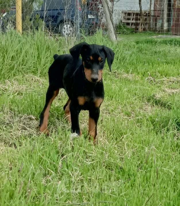 Собаки в других городах Краснодарского края: Щенки добермана Мальчик, 15 000 руб. - фото 3