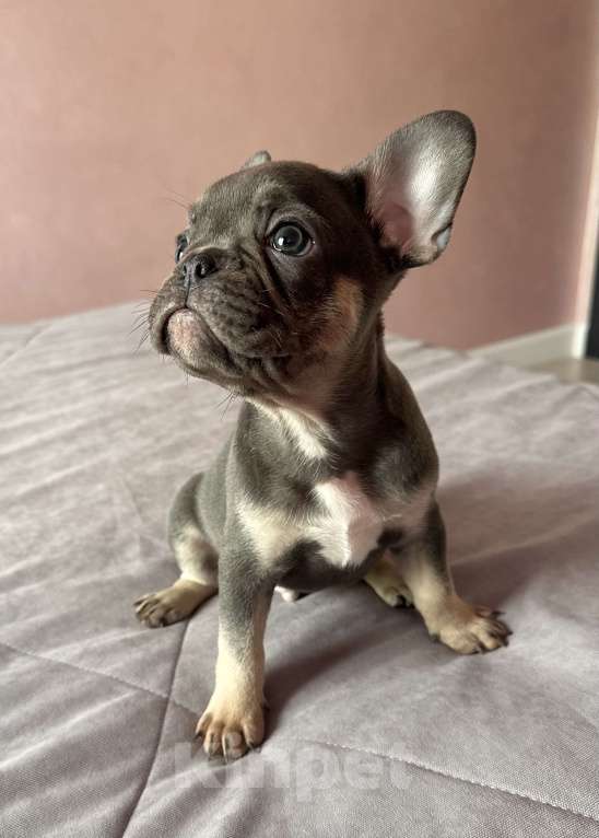 Собаки в Иркутске: Лакки Дуглас Мальчик, 65 000 руб. - фото 6