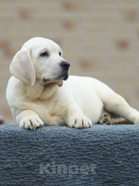 Собаки в других городах Московской области: Палевые щенки Лабрадора от Чемпиона Мира Мальчик, 90 000 руб. - фото 4